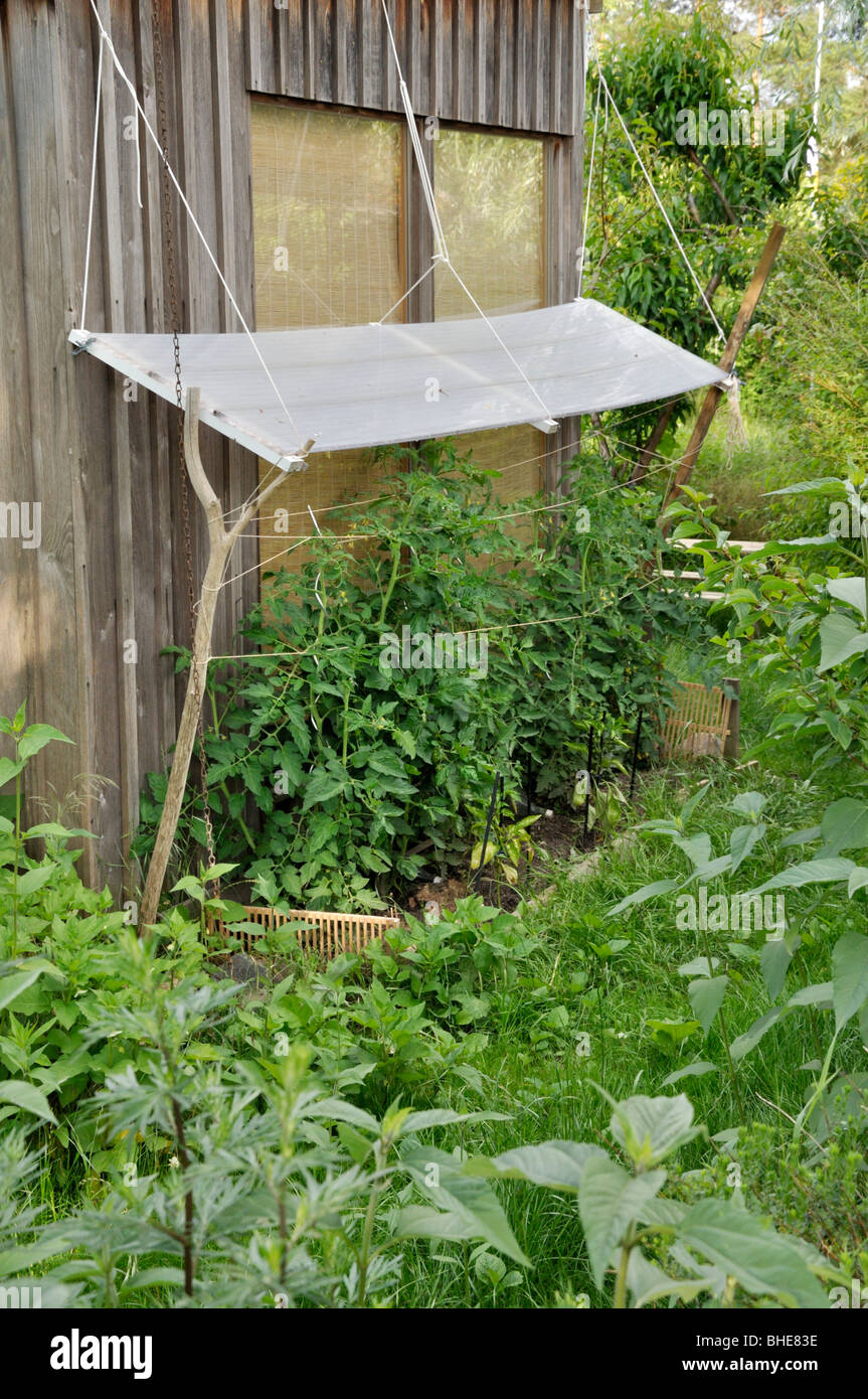 La tomate (Lycopersicon esculentum) avec protection contre la pluie Photo  Stock - Alamy
