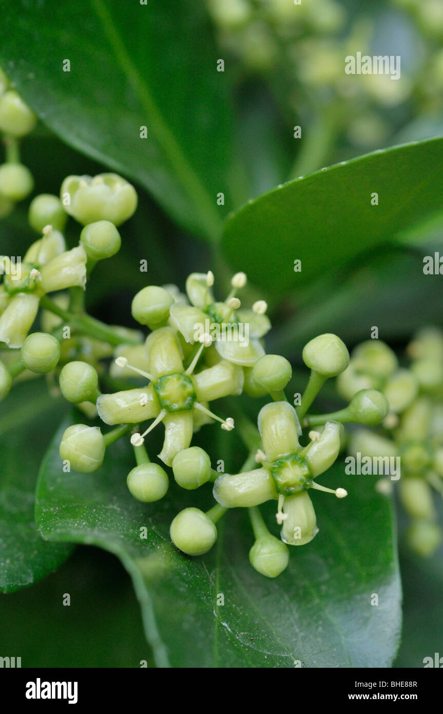 L'arbre de fusée japonaise (Euonymus japonicus) Banque D'Images