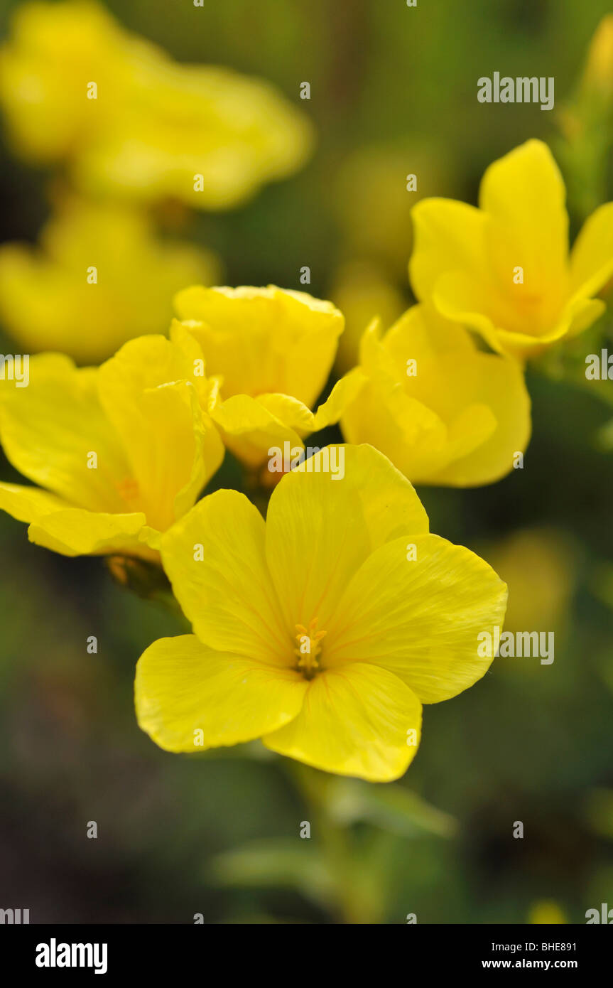 Golden lin (Linum flavum) Banque D'Images