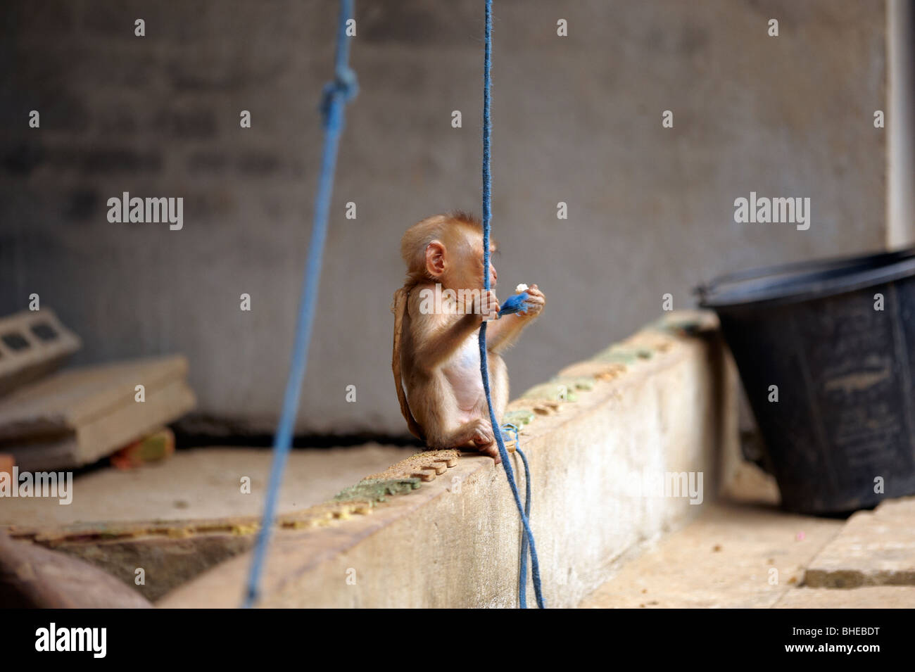 Ecovillage Nam Lik, Laos, monkey Banque D'Images