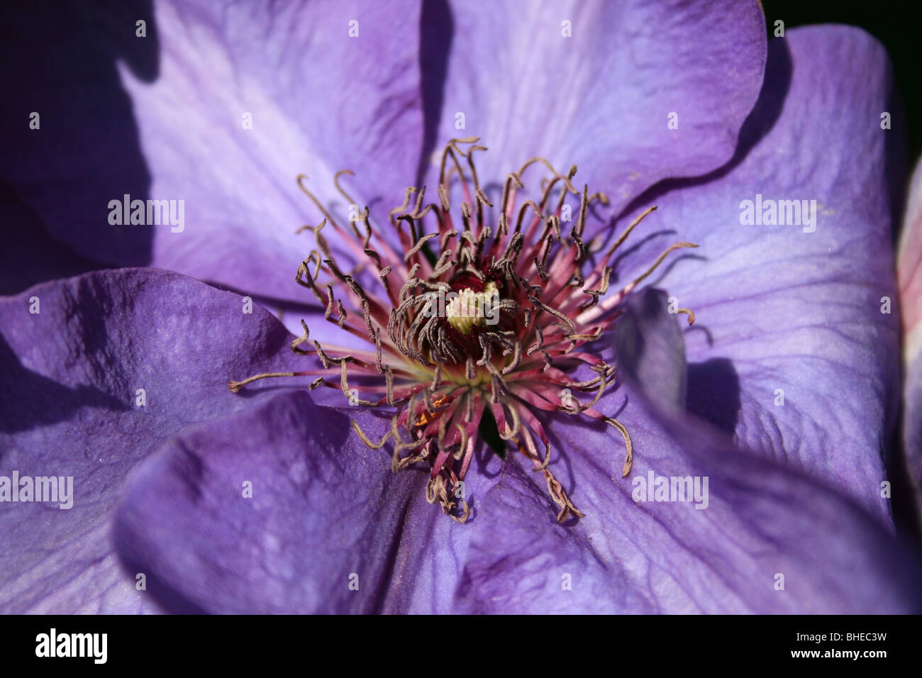 Clematis ( le président ) Banque D'Images