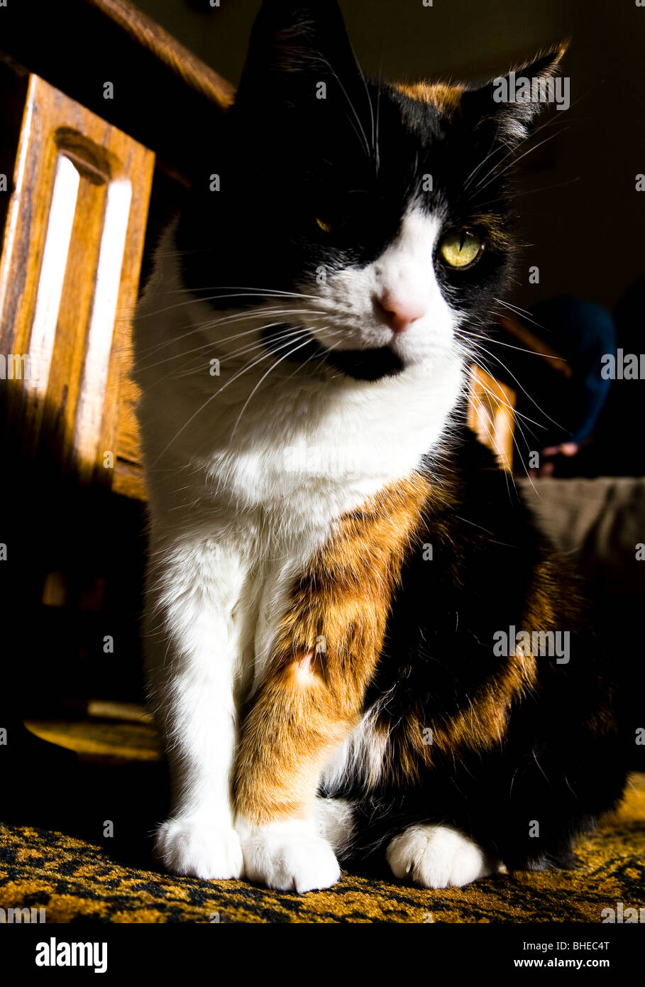 Un chat domestique avec un patch rasée sur la jambe où le sang a été dessiné par le vétérinaire Banque D'Images