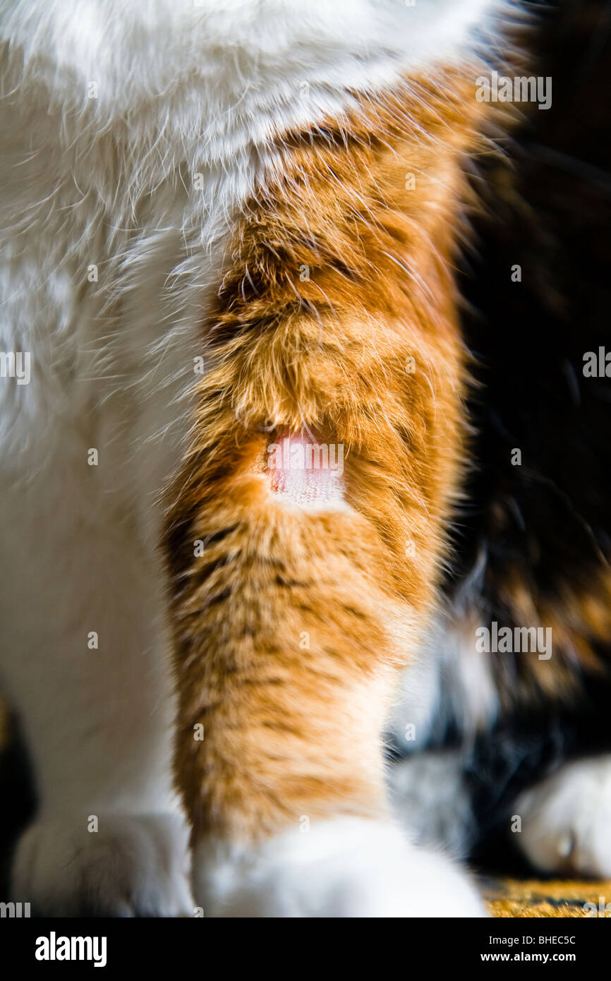 Un chat domestique avec un patch rasée sur la jambe où le sang a été dessiné par le vétérinaire Banque D'Images