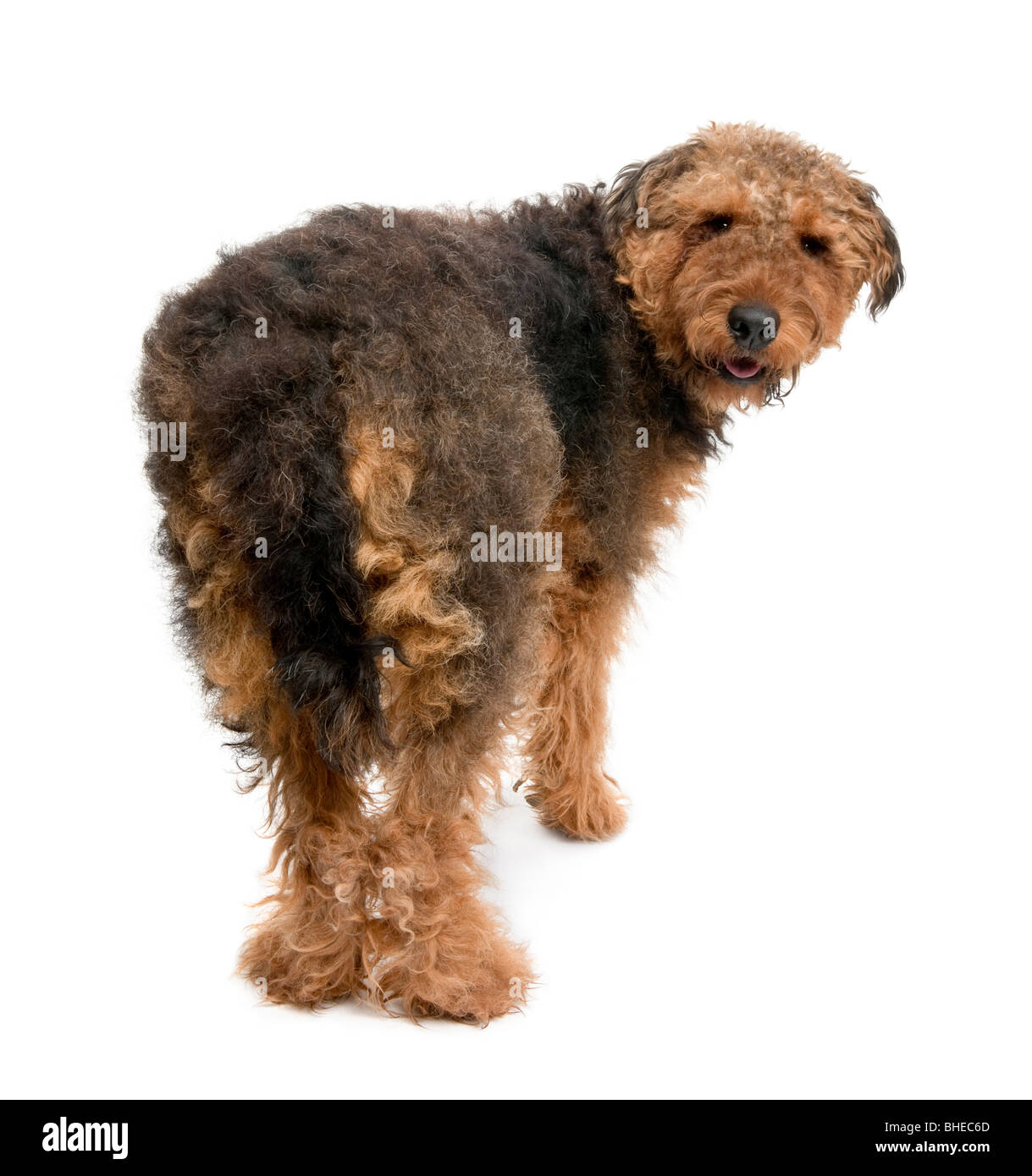 Vue arrière de l'Airedale chien, 1 ans, debout devant un fond blanc Banque D'Images