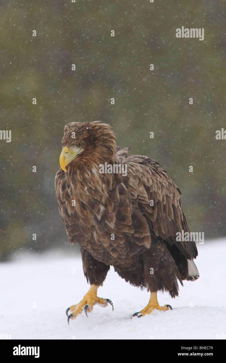 Portrait de Hot White-tailed Eagle marcher sur le sol. Banque D'Images