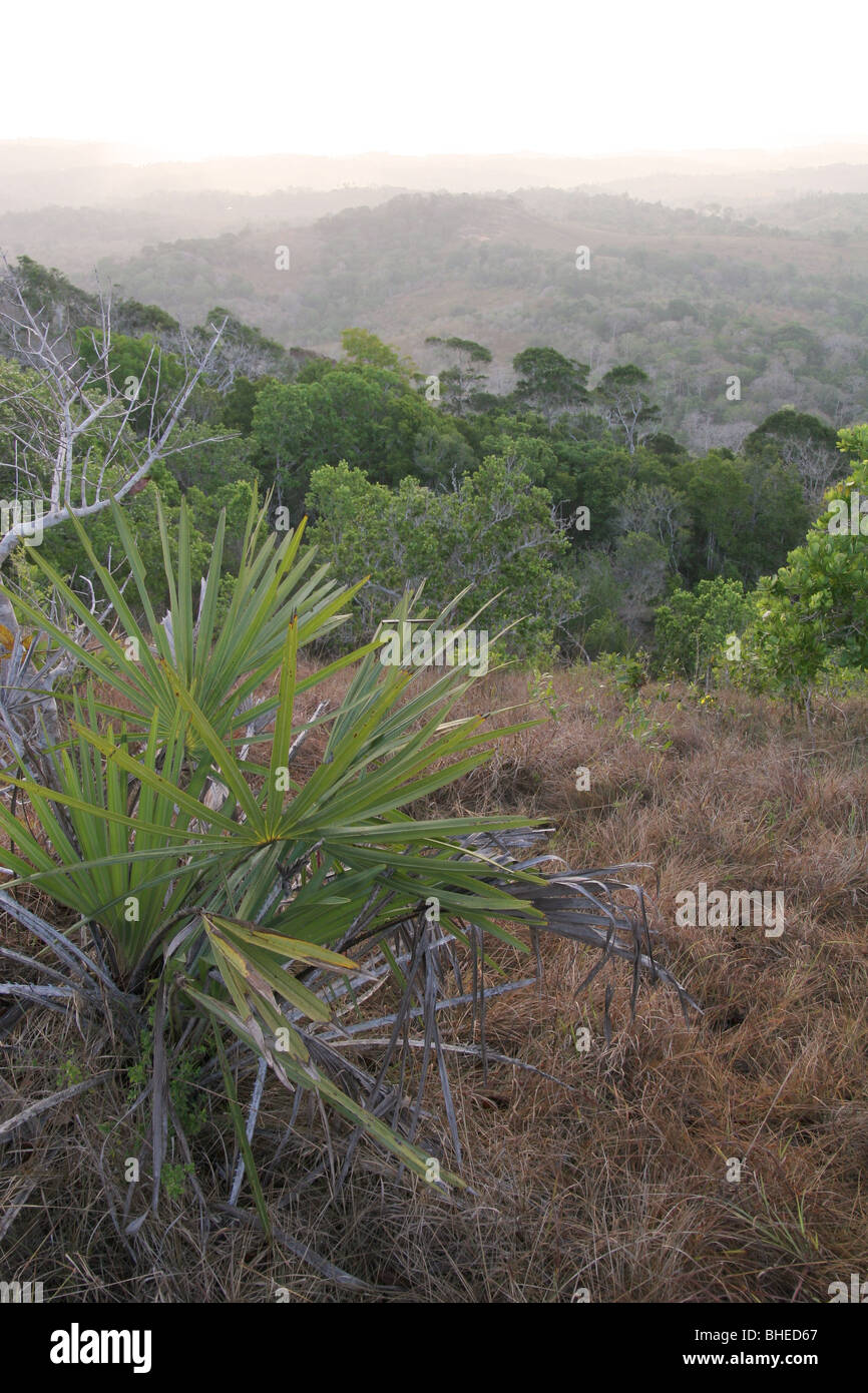 L'aube dans la forêt tropicale de la réserve nationale de Shimba Hills, au Kenya. Banque D'Images