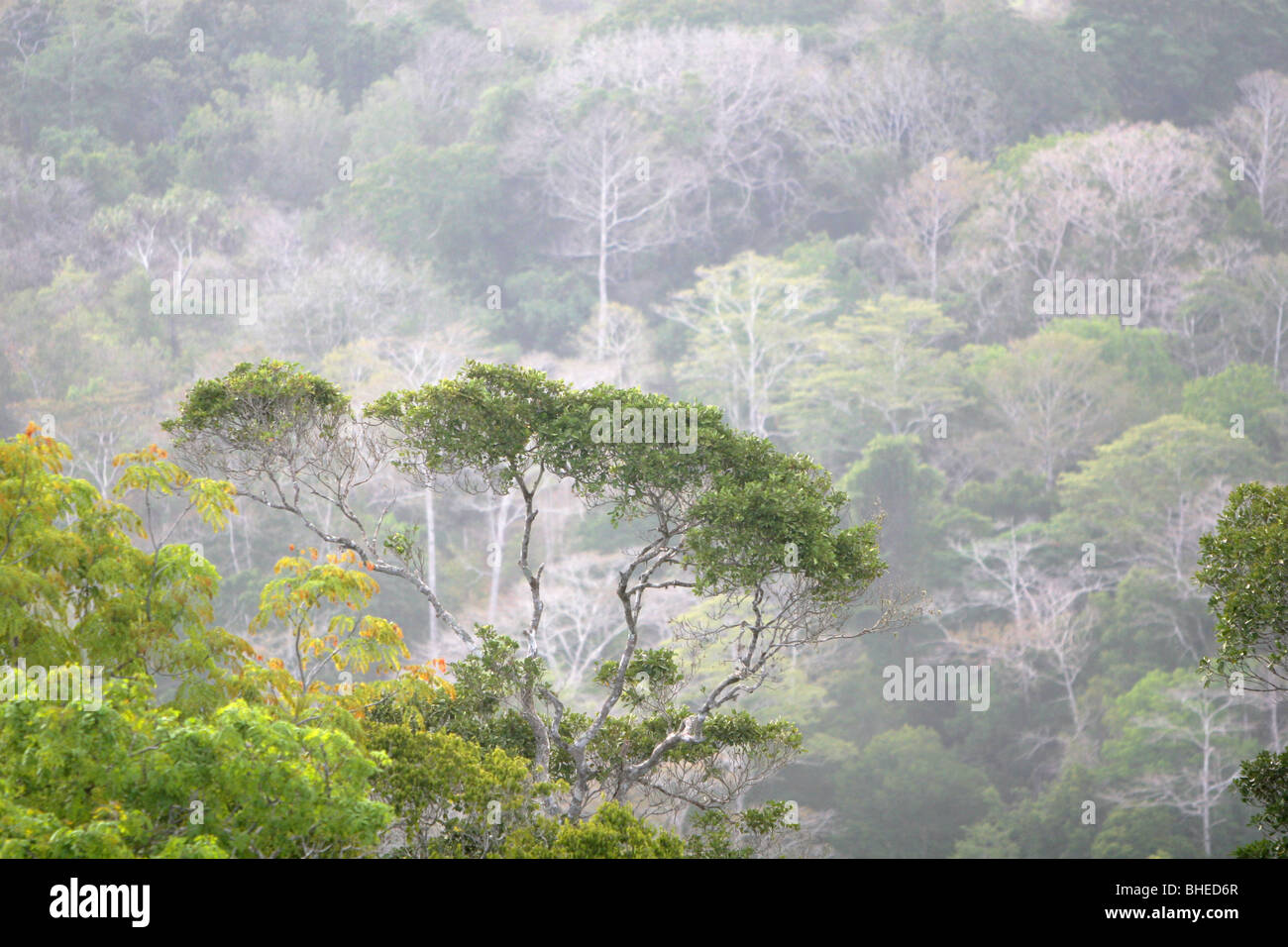 L'aube dans la forêt tropicale de la réserve nationale de Shimba Hills, au Kenya. Banque D'Images