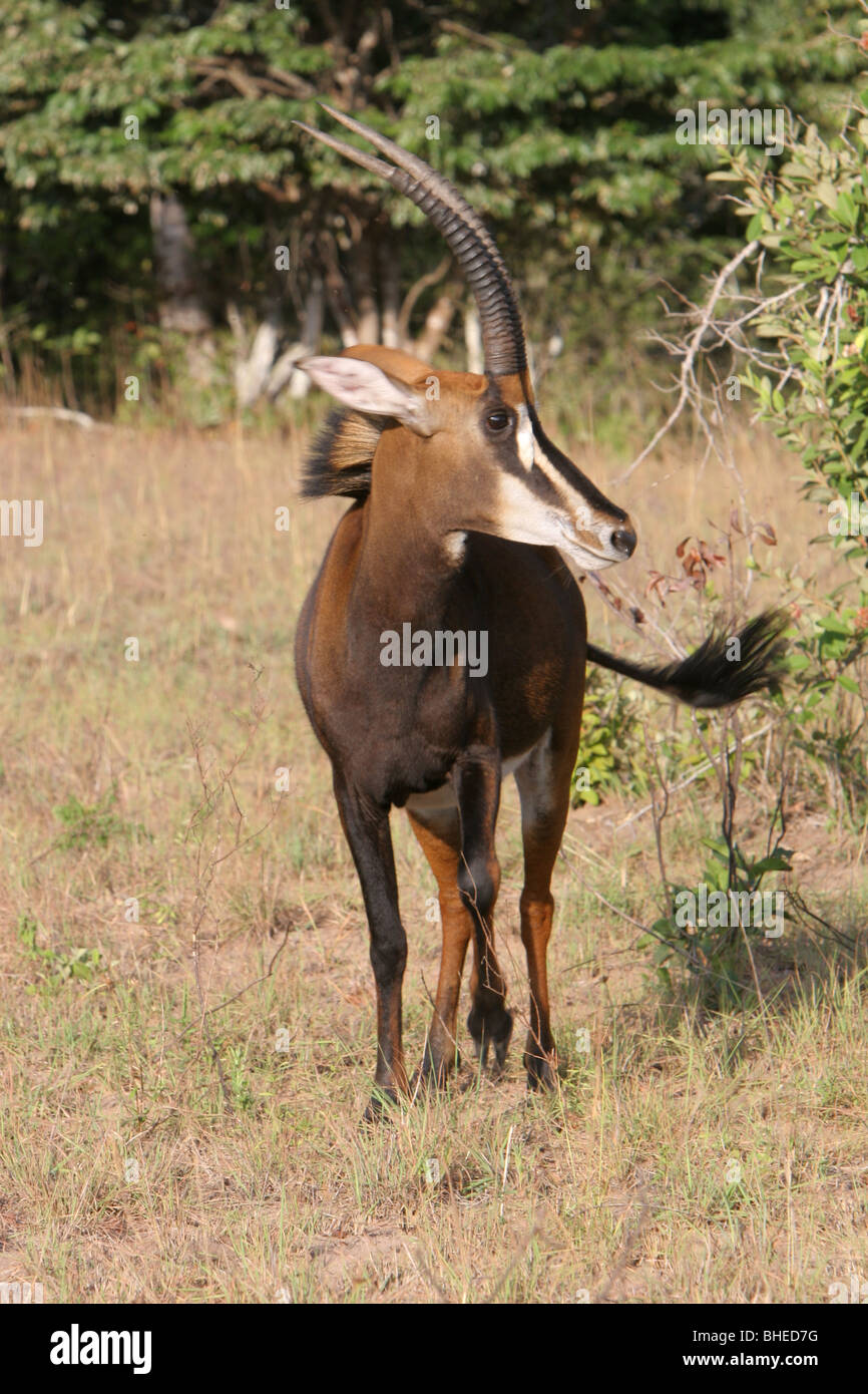 Femme Hippotrague (Hippotragus niger) dans le site Shimba Hills National Reserve, Kenya Banque D'Images