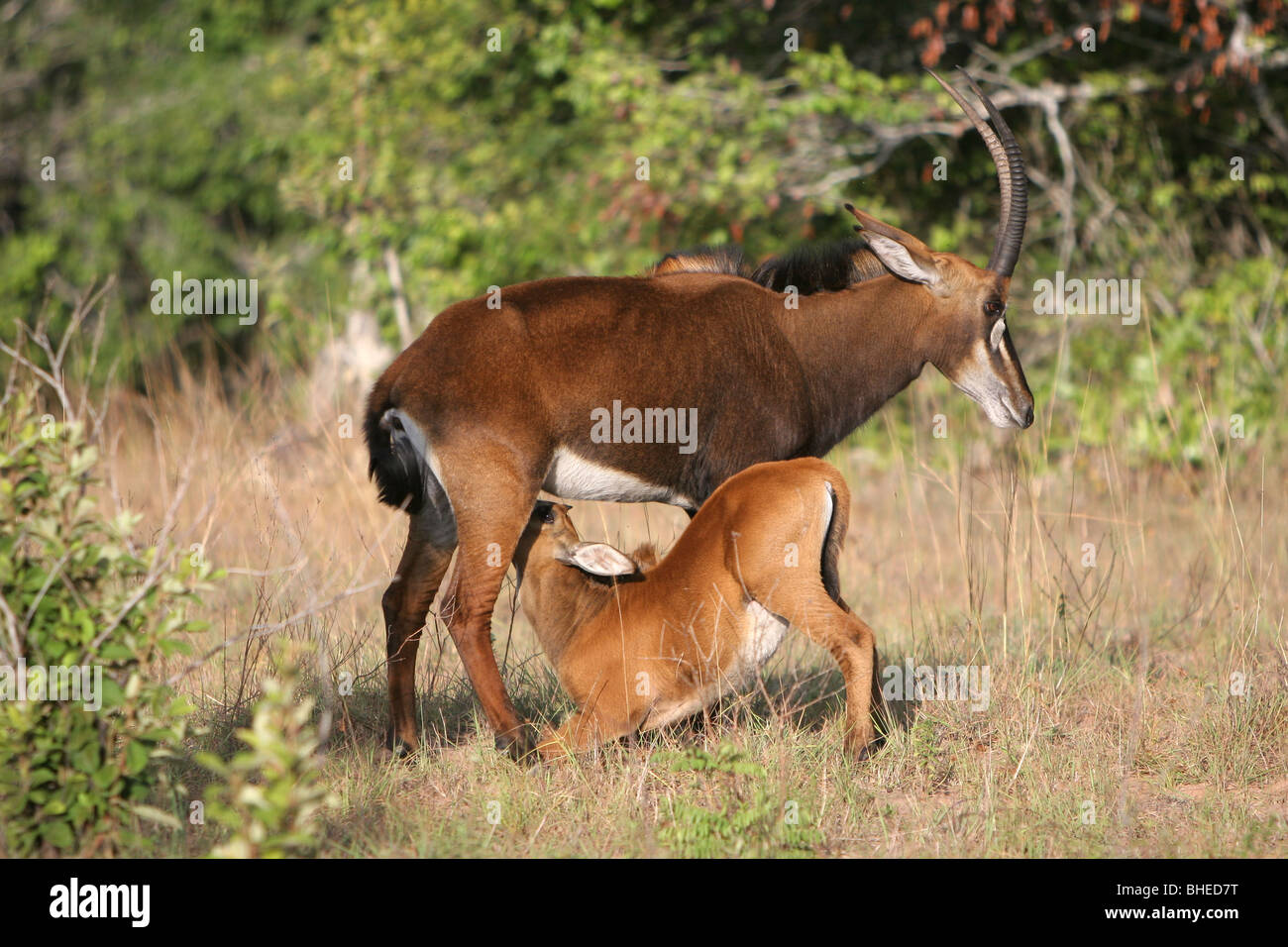 Femme Hippotrague (Hippotragus niger) nourrir ses jeunes dans le site Shimba Hills National Reserve, Kenya Banque D'Images