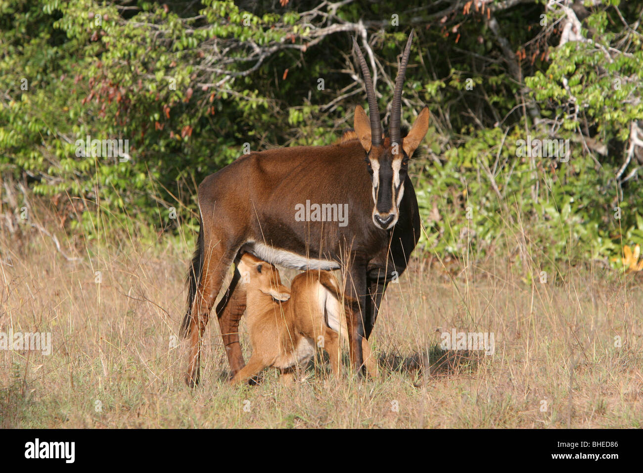 Femme Hippotrague (Hippotragus niger) nourrir ses jeunes dans le site Shimba Hills National Reserve, Kenya Banque D'Images