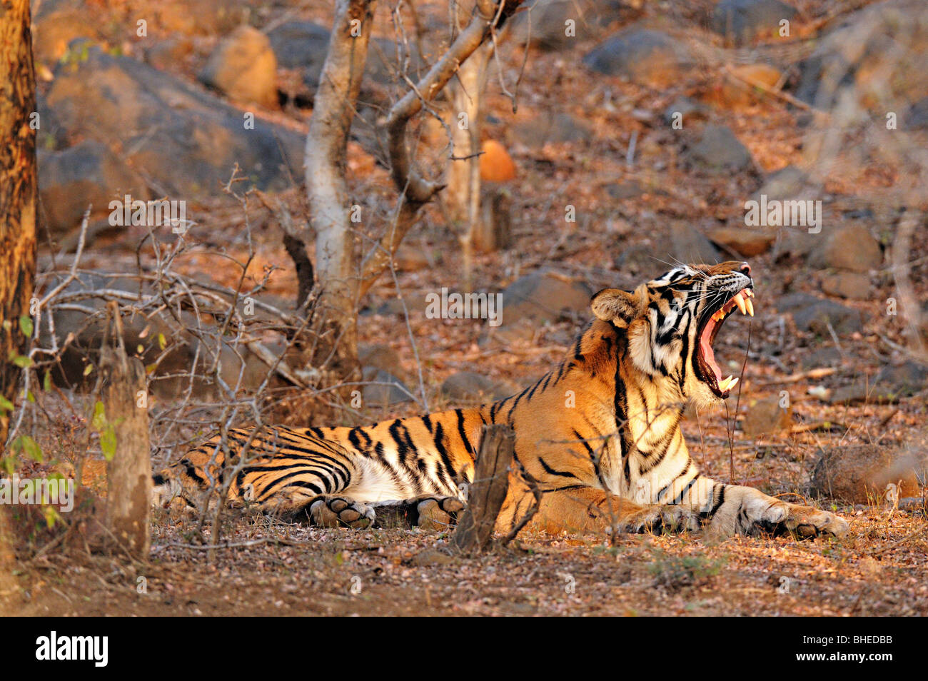 Tiger bâillement et assis sur les herbes sèches de la forêt décidue sèche de la réserve de tigres de Ranthambore Banque D'Images