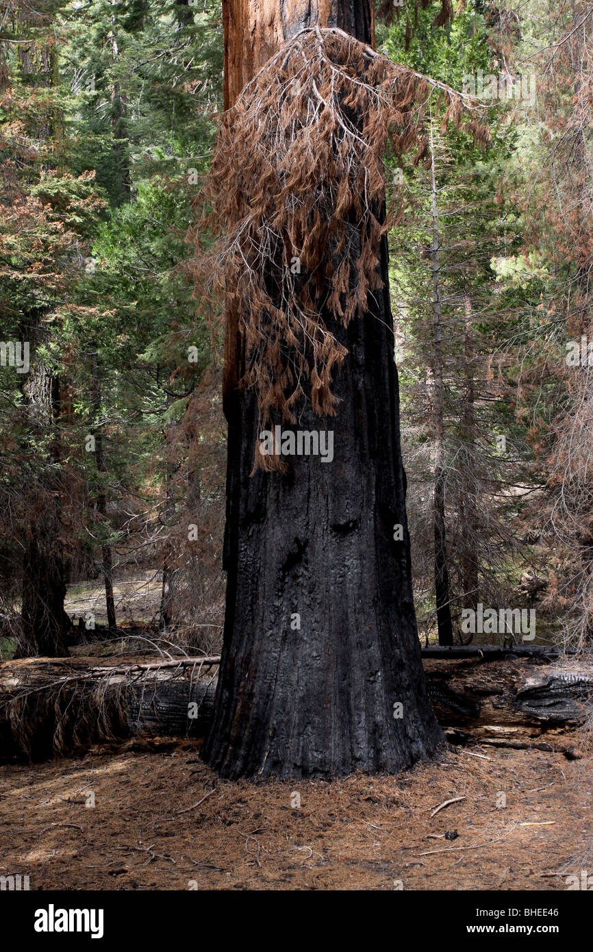 Arbre Sequoia feu brûler randonneur effrayer Mariposa Grove Yosemite National Park Banque D'Images