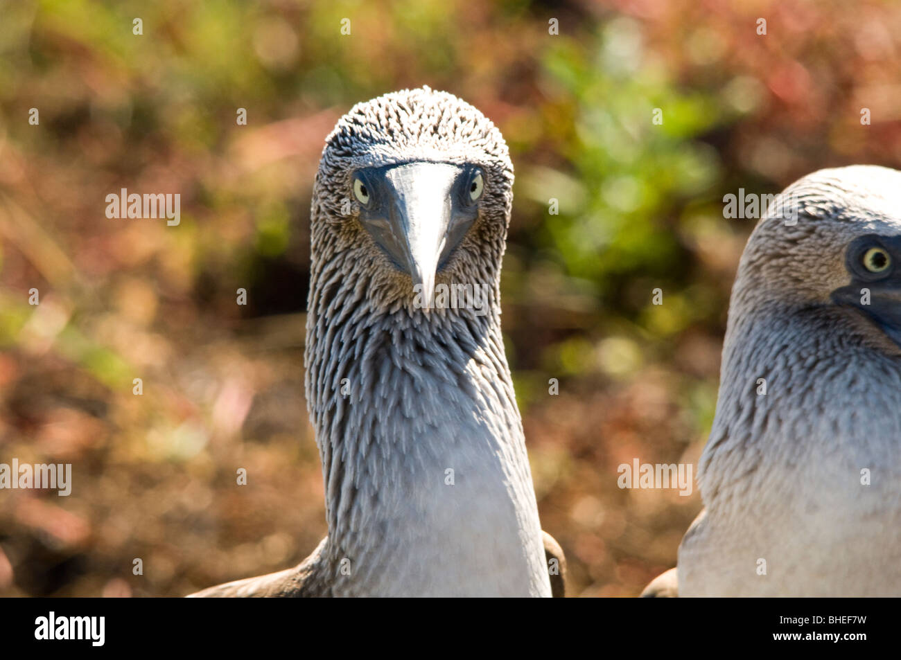 Fou à pieds bleus Galapagos. Banque D'Images