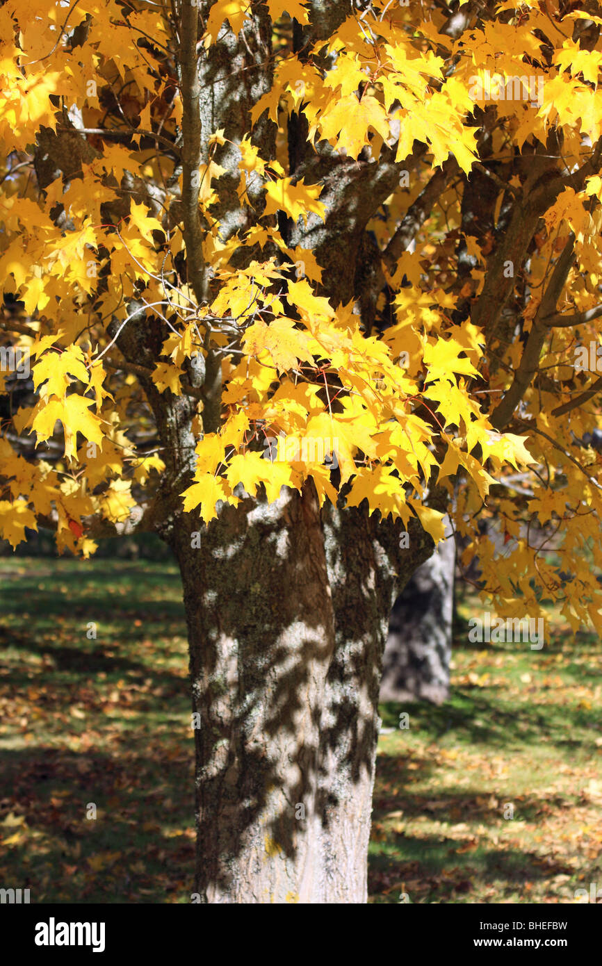 Automne feuilles d'érable à sucre sur un arbre Banque D'Images