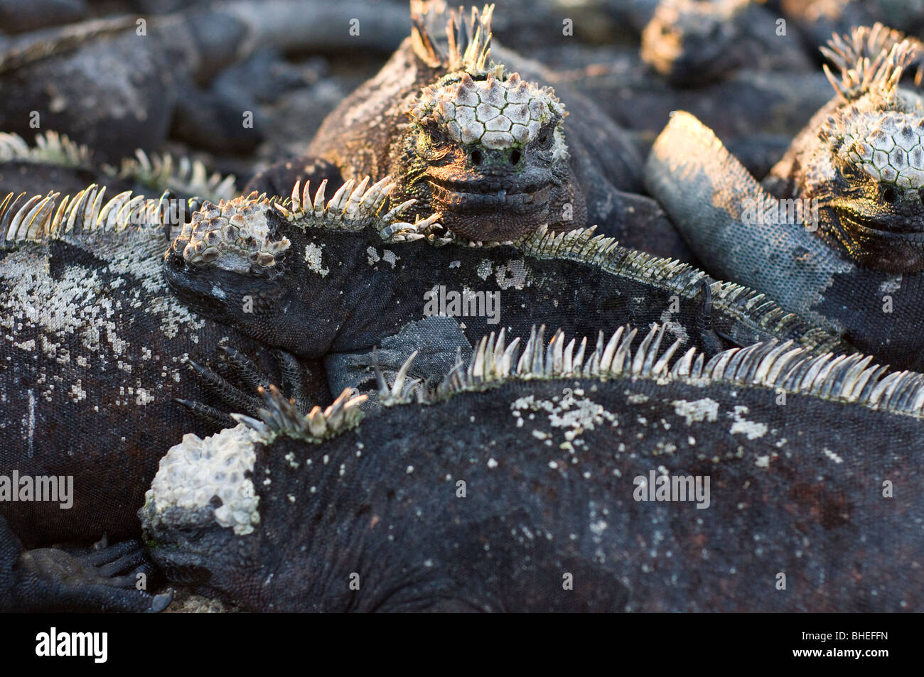 Iguane marin des Galapagos Banque D'Images