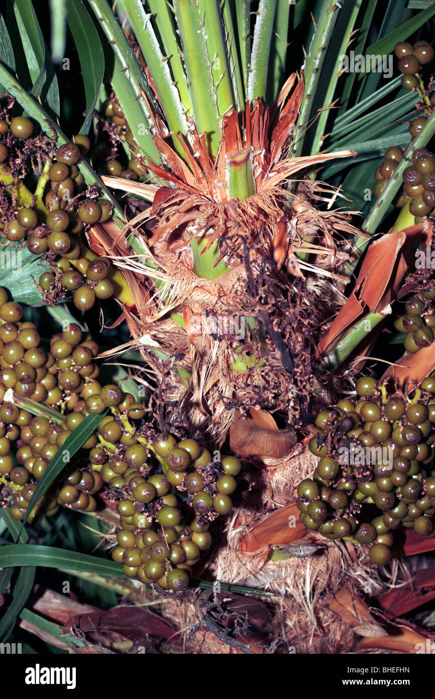 Fruit de la Méditerranée Fan Palm- Chaemerops humilis- famille Araceae Banque D'Images