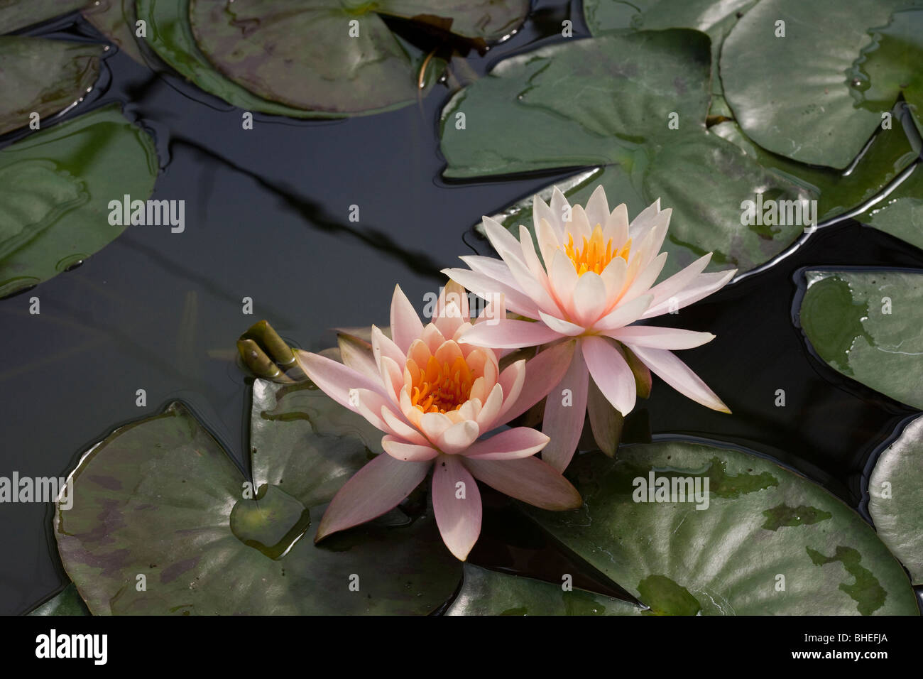 Nymphaea Nouchal Burm. Water Lily dans un étang de jardin botanique de la Reine Sirikit, montrant la réflexion, Nymphaea espèces. La flore et la faune asiatique à Tha Banque D'Images
