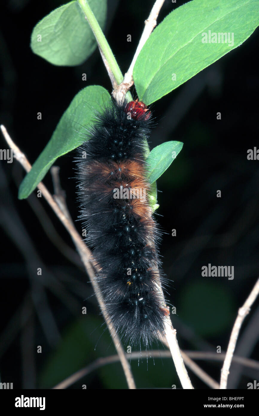 Australian Tiger Moth caterpillar/ Woolly Bear- ? Phaos aglaophora- Close-up de la tête- Famille des Arctiidae Banque D'Images