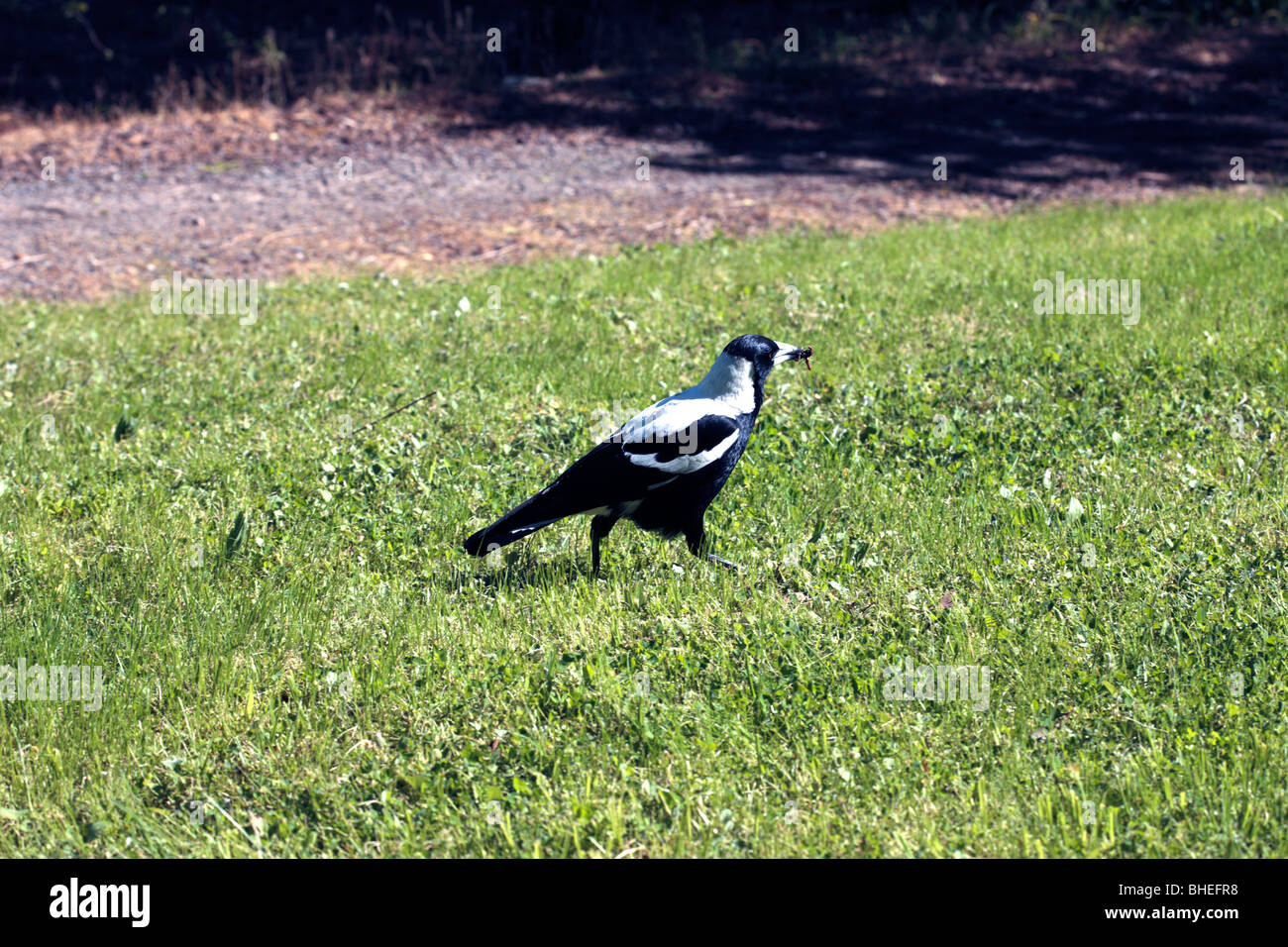Cassican Flûteur avec juste des insectes capturés - Cracticus tibicen-race hypoleuca- Famille Artamidae Banque D'Images