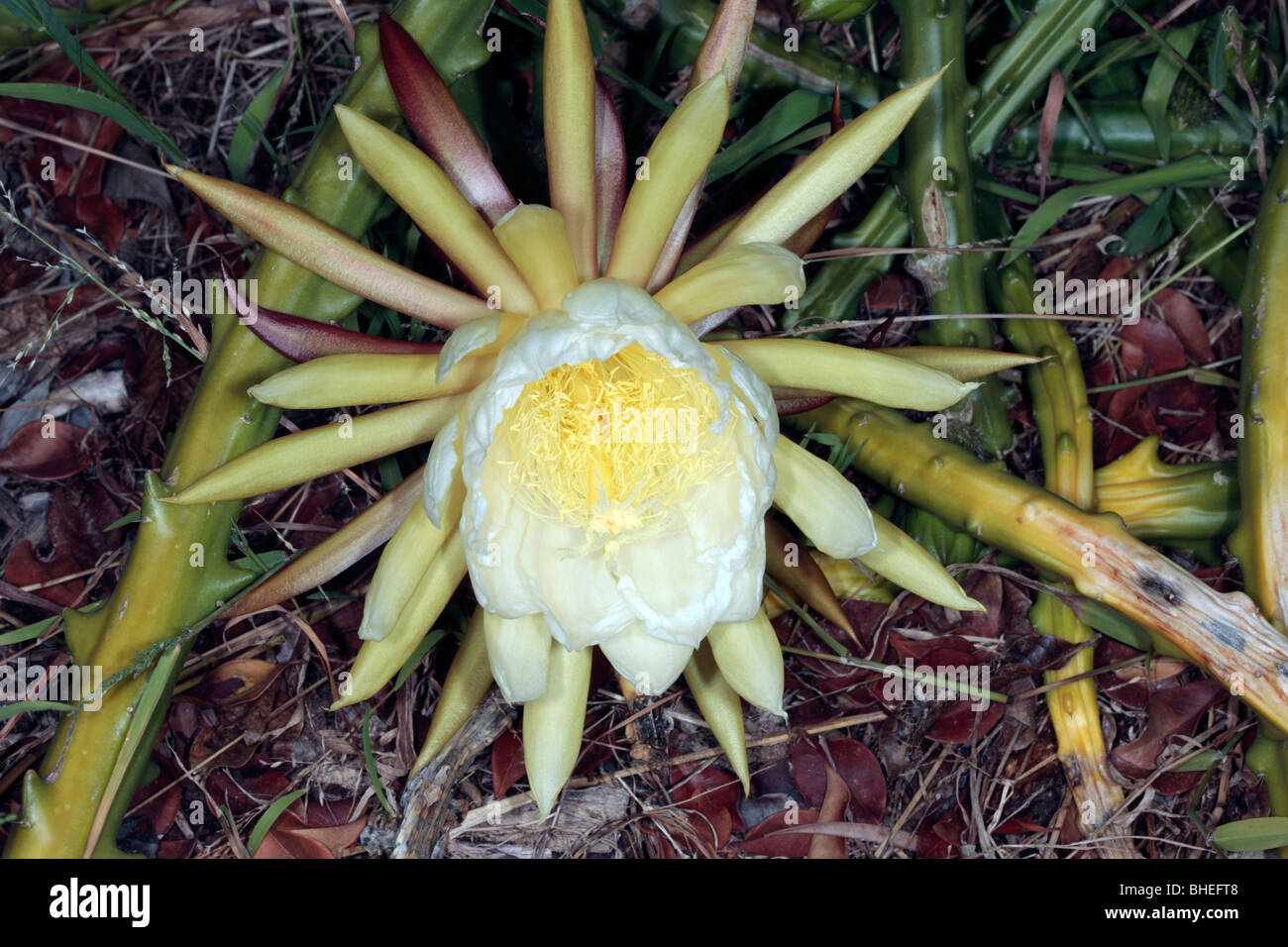 Reine de la nuit // Vanille parfumées Cactus/ Night-Blooming Cereus - Selenicereus grandiflora- Famille Cactaceae Banque D'Images