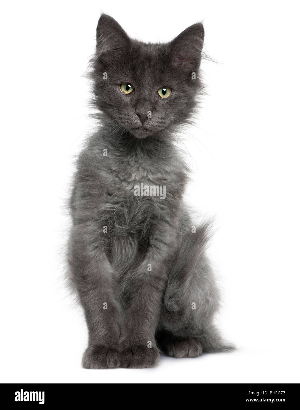 Chat Norvegien Age De 4 Mois Devant Un Fond Blanc Photo Stock Alamy