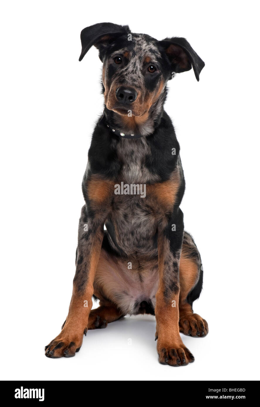 Beauceron dog Banque de photographies et d'images à haute résolution - Alamy