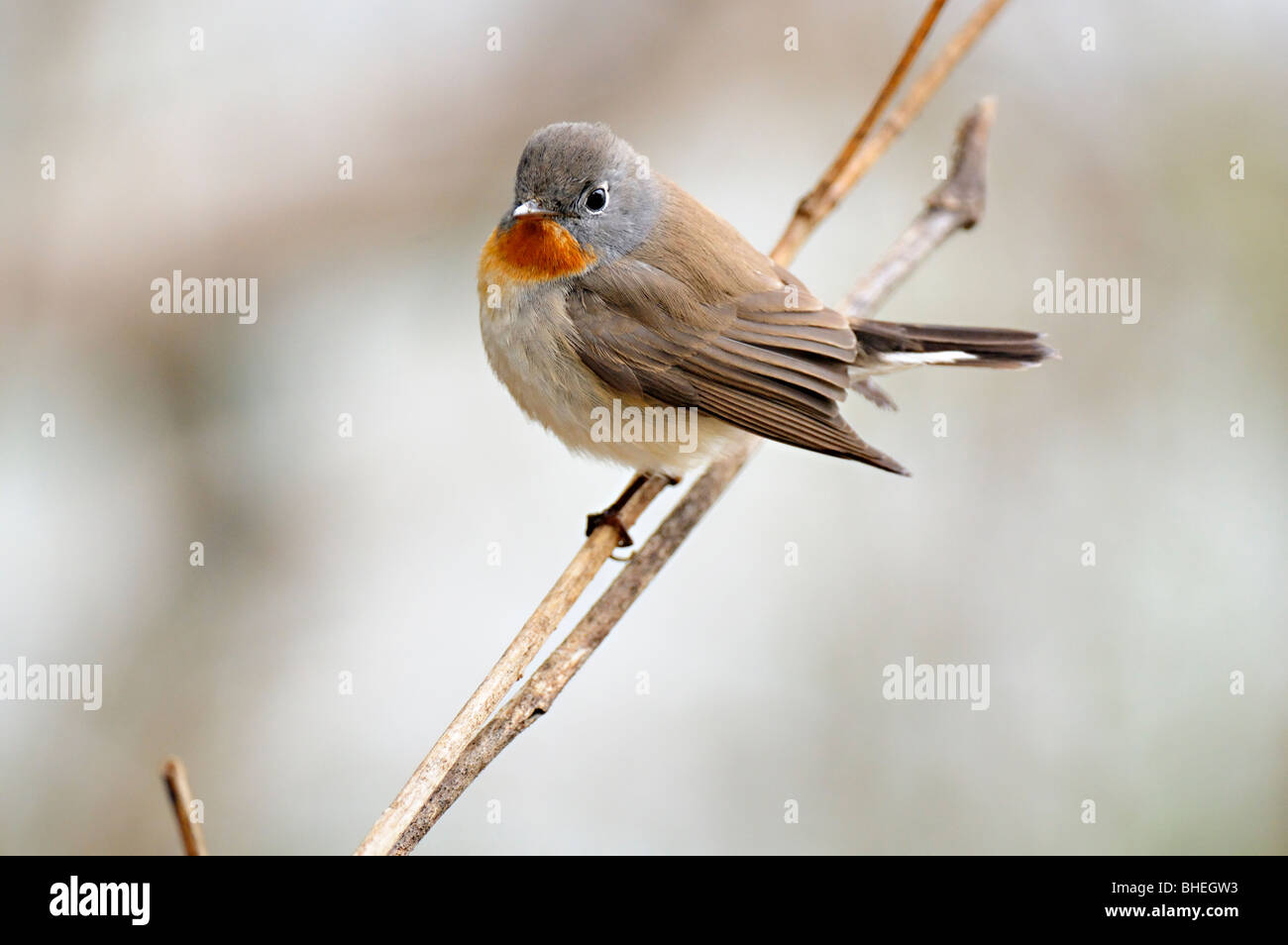 Red-breasted Flycatcher (Ficedula parva) à Bharatpur Banque D'Images