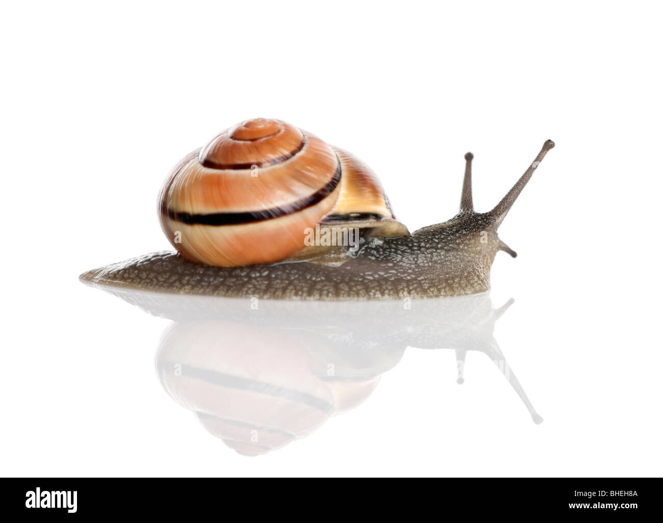 Escargot devant un fond blanc, studio shot Banque D'Images