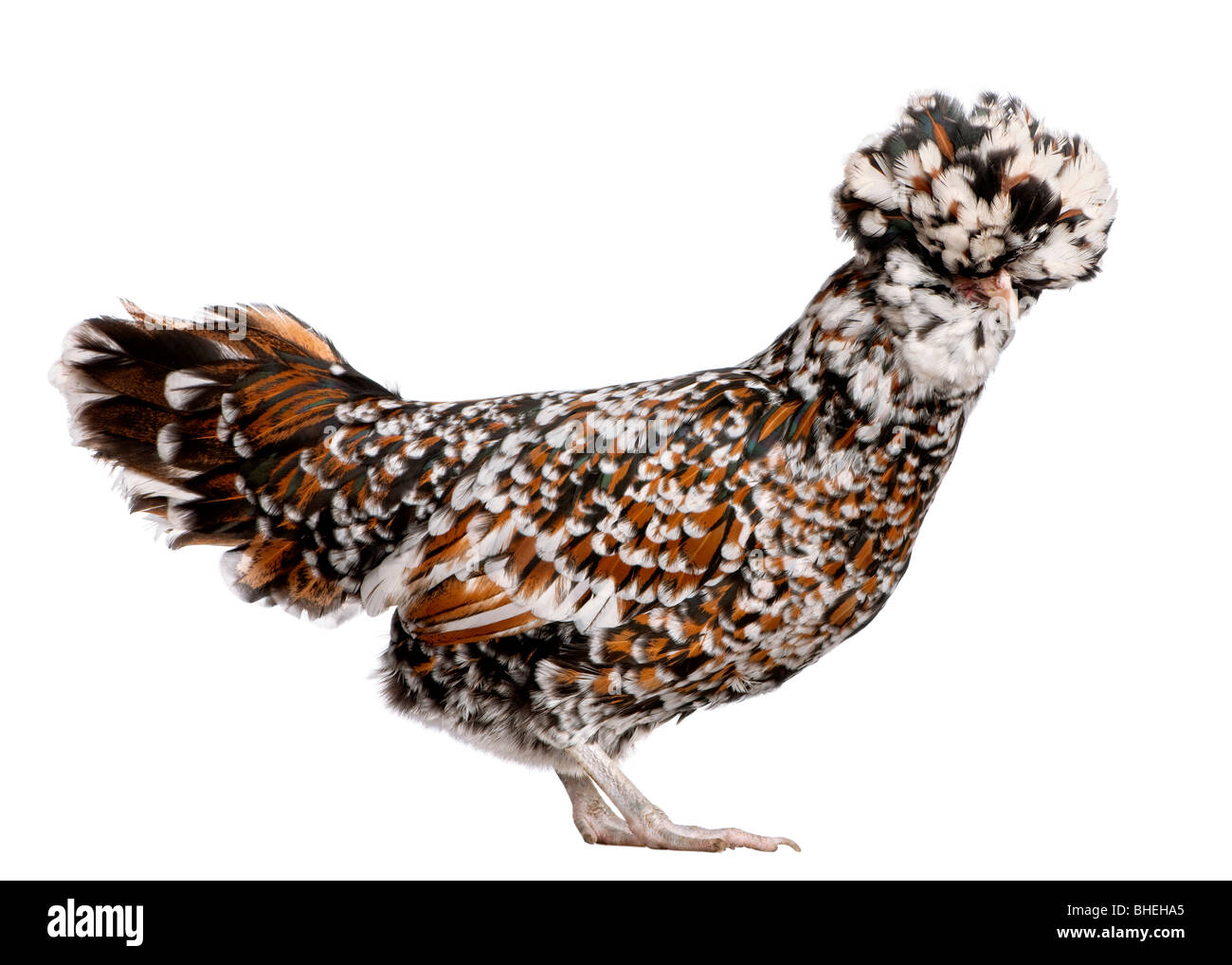 Tollbunt poulet polonaise tricolore, 10 years old, in front of white background Banque D'Images