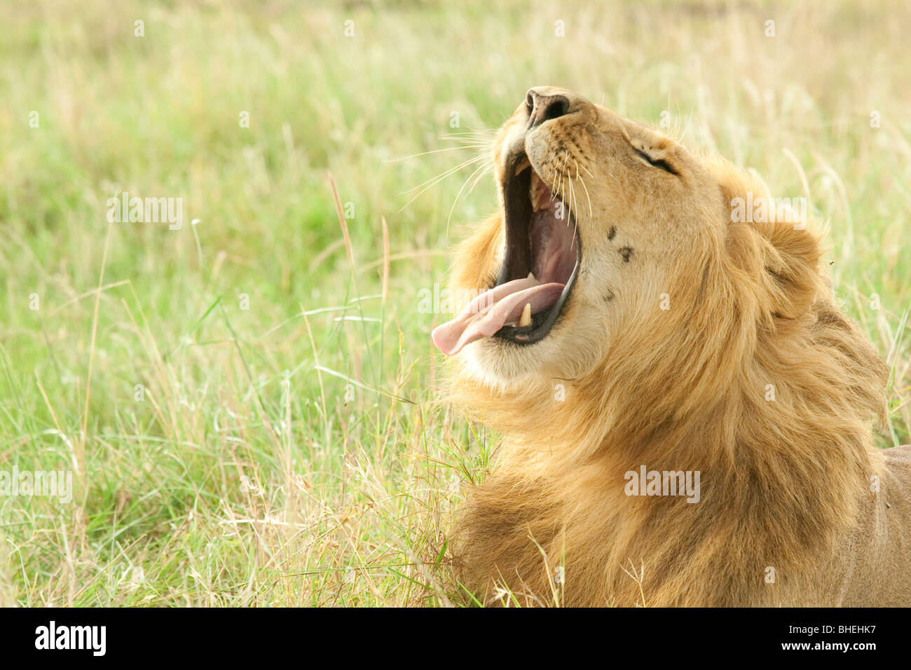 Lion dans la Masai Mara Banque D'Images