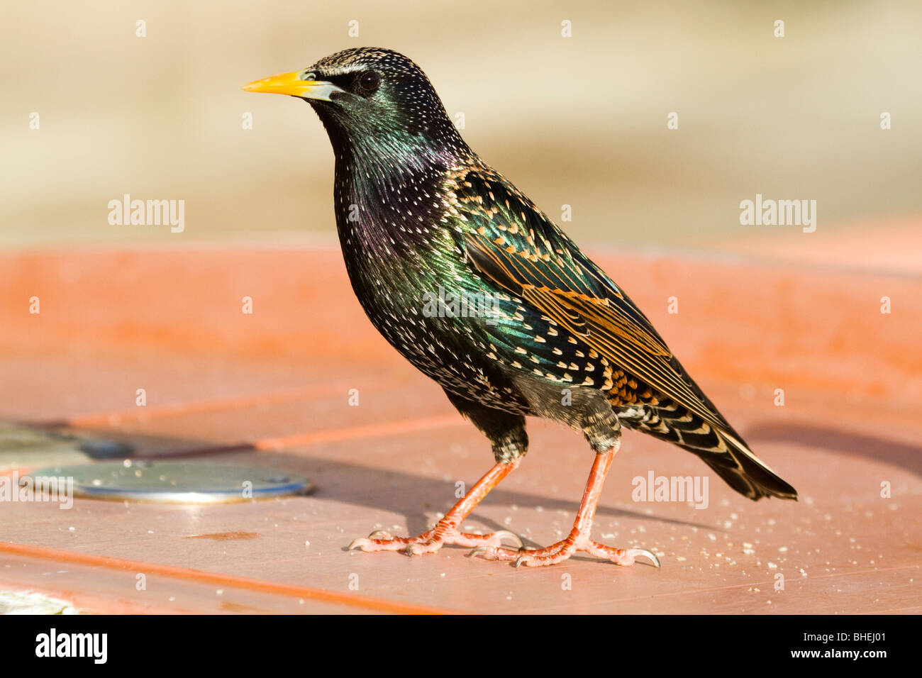 Starling Sturnus vulgaris ; ; dans le soleil ; Cornwall Banque D'Images