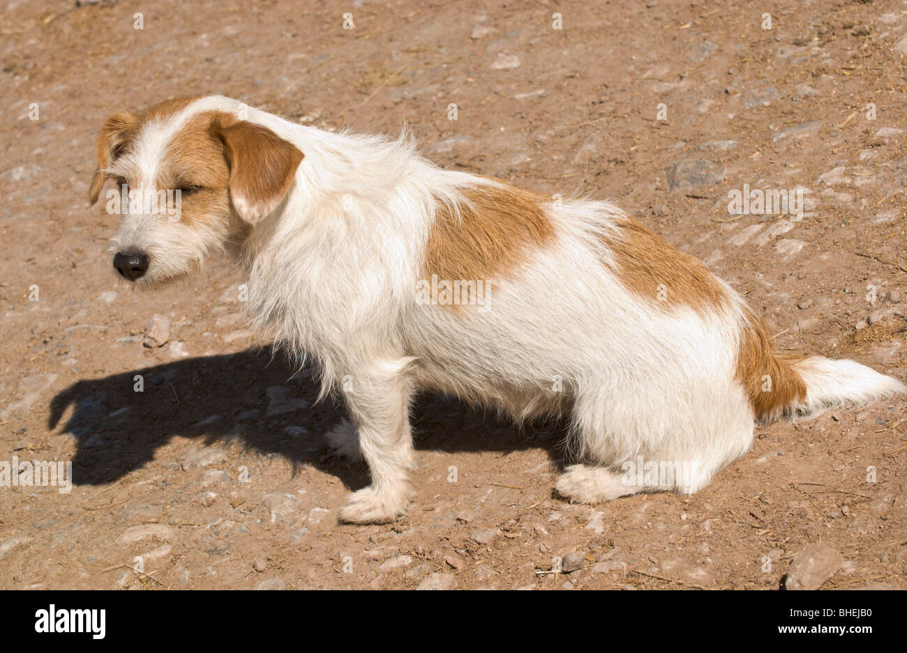 Jack Russell Terrier aux cheveux longs assis sur basse cour dans sunshine  UK Photo Stock - Alamy
