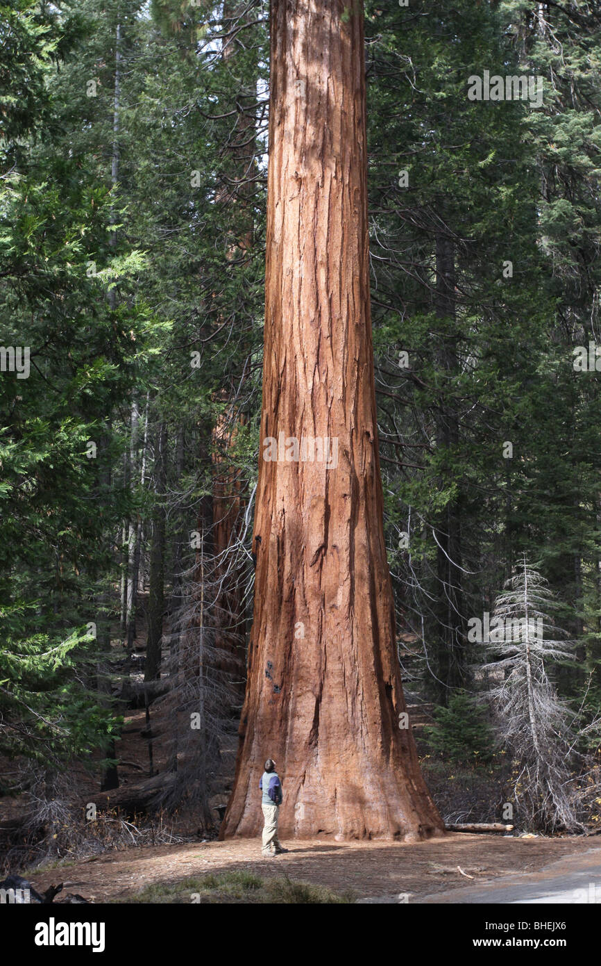 Randonneur arbre Séquoia Parc National Yosemite Mariposa Grove Banque D'Images