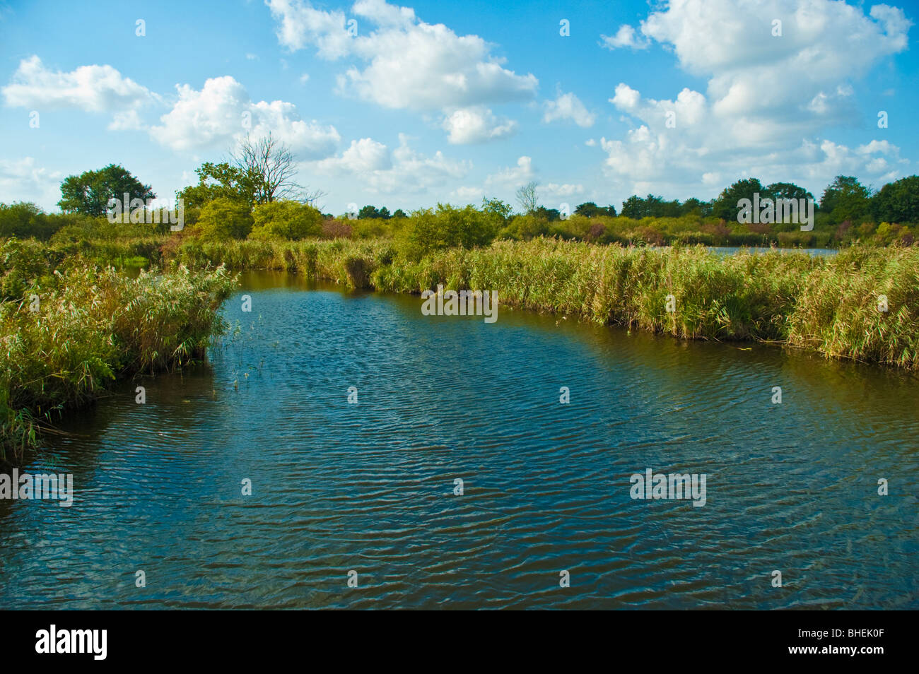 Peene rivière près de Demmin, Mecklembourg-Poméranie-Occidentale, Allemagne, Europe | Peene, bei Demmin Banque D'Images