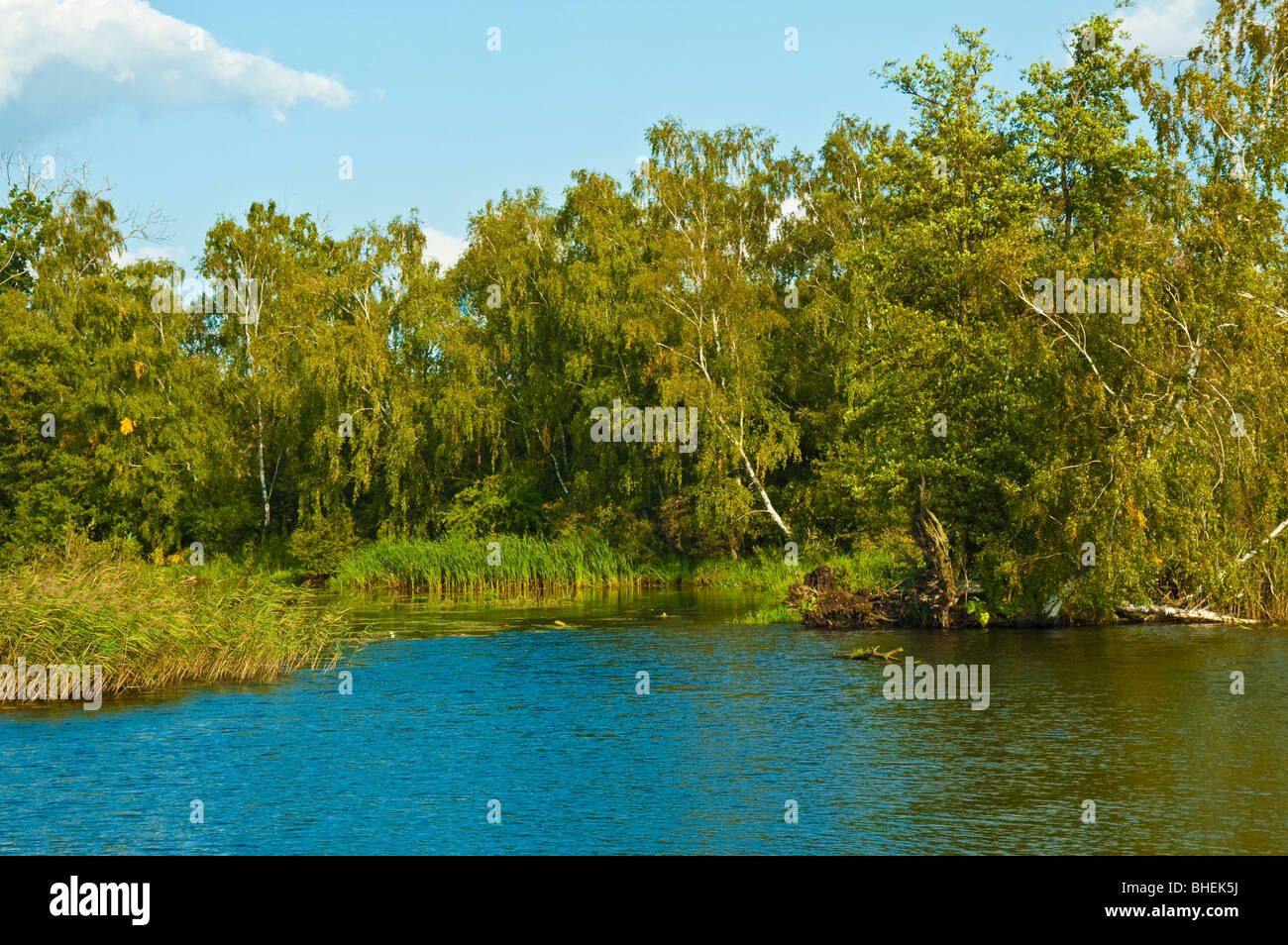 Banque du fleuve Peene, près de Demmin, Mecklembourg-Poméranie-Occidentale, Allemagne, Europe | Peene, bei Demmin Banque D'Images