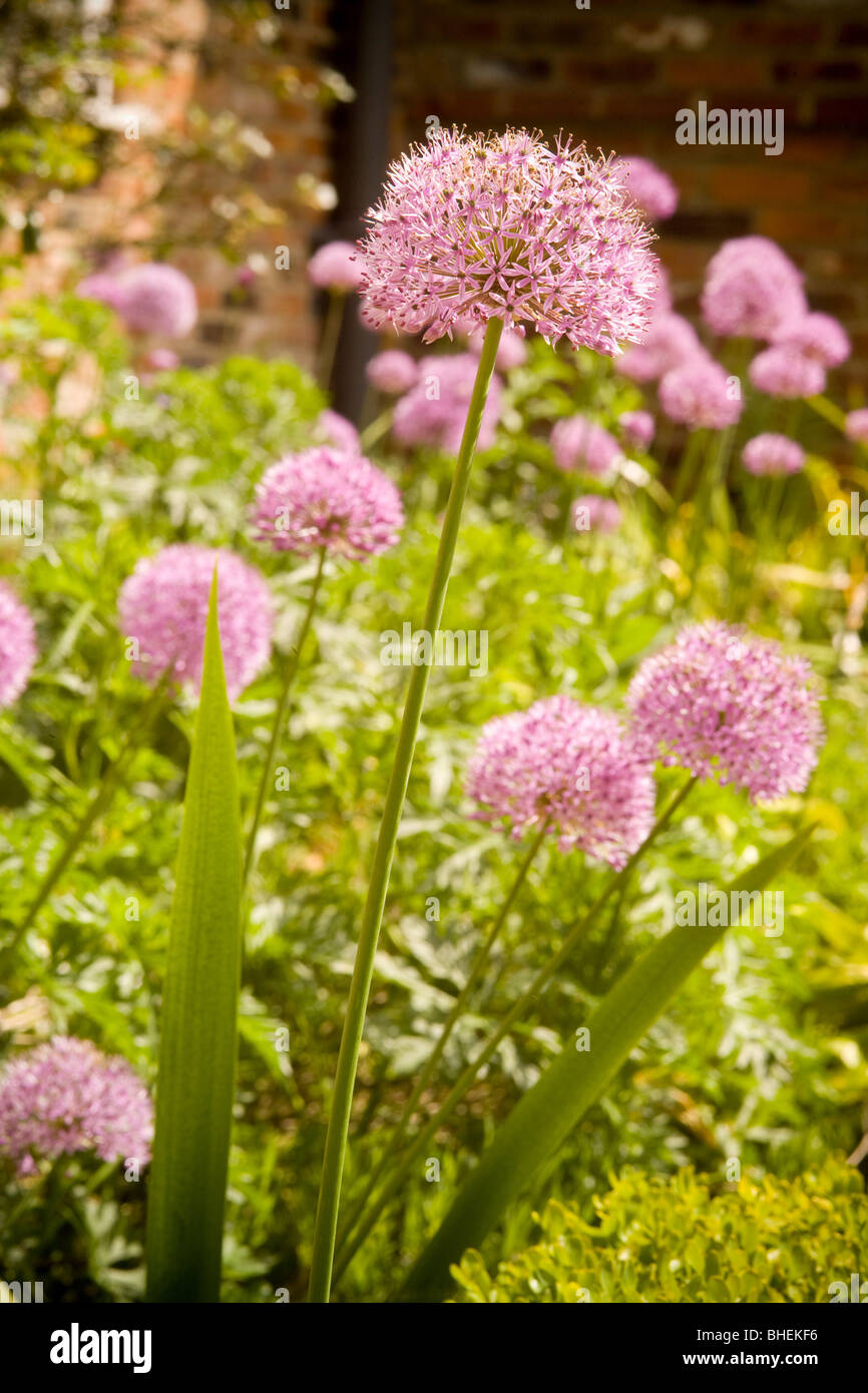 Fleurs sphériques mauve d'Alliums poussant dans un jardin britannique. Banque D'Images