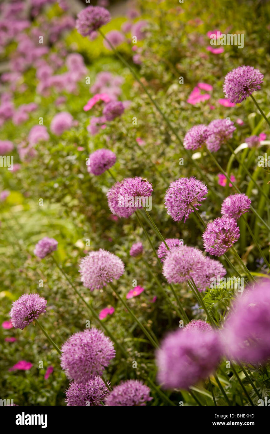 Fleurs sphériques mauve d'Alliums poussant dans un jardin britannique. Banque D'Images