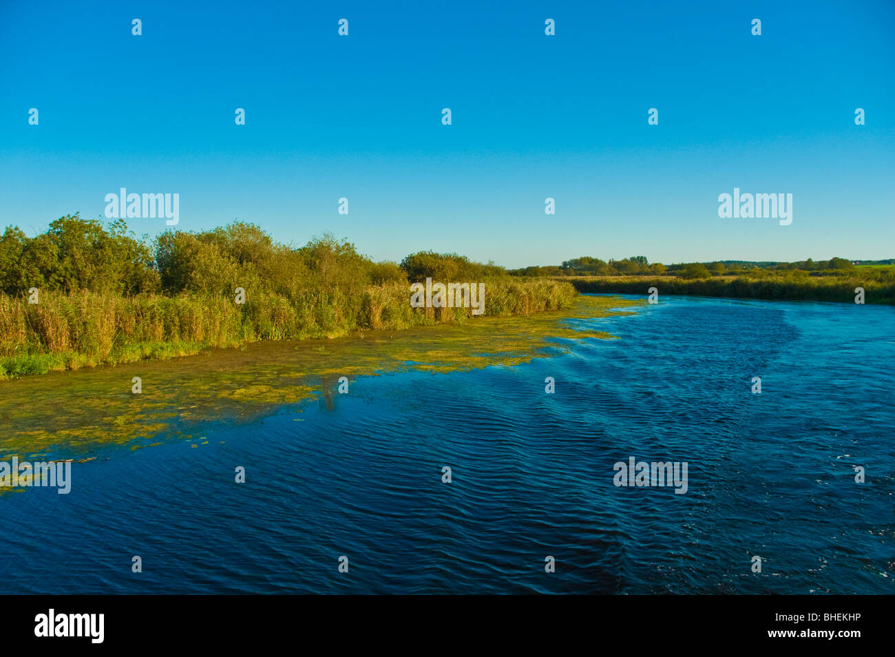 Banque du fleuve Peene, près de Demmin, Mecklembourg-Poméranie-Occidentale, Allemagne, Europe | Peene, bei Demmin Banque D'Images