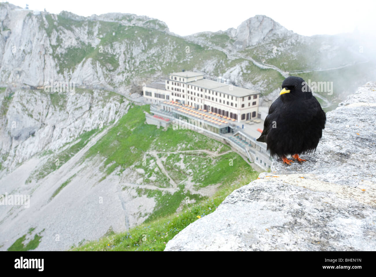 Alpine chough Pyrrhocorax graculus, au sein du cloud, au Mont Pilatus, Suisse Banque D'Images