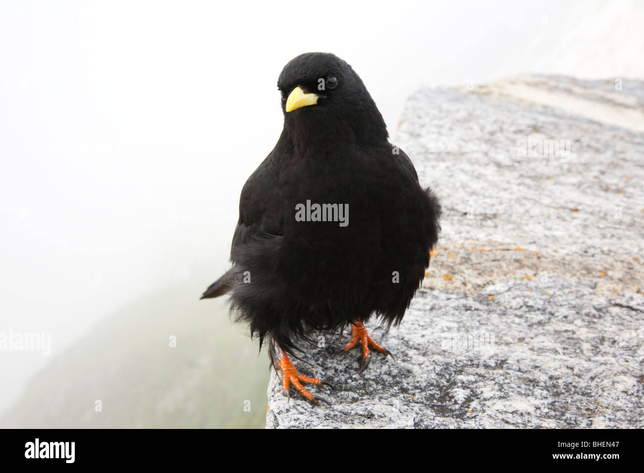 Alpine chough Pyrrhocorax graculus, au sein du cloud, au Mont Pilatus, Suisse Banque D'Images