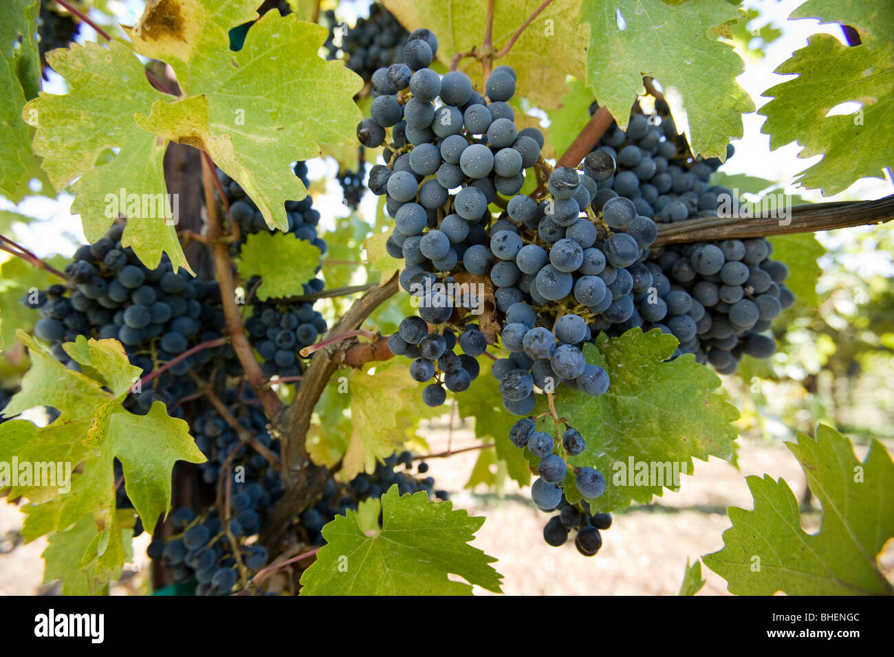 Bouquet de raisins de pendaison de vin avec des feuilles vert clair Banque D'Images