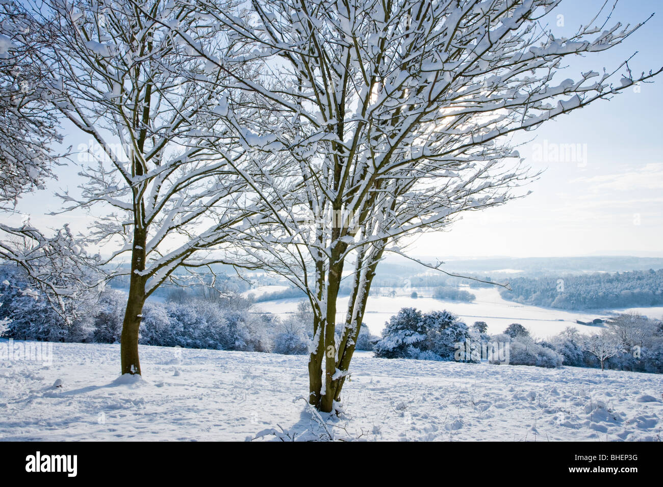 L'hiver à Newlands Corner près de Guildford, Surrey, UK. Banque D'Images