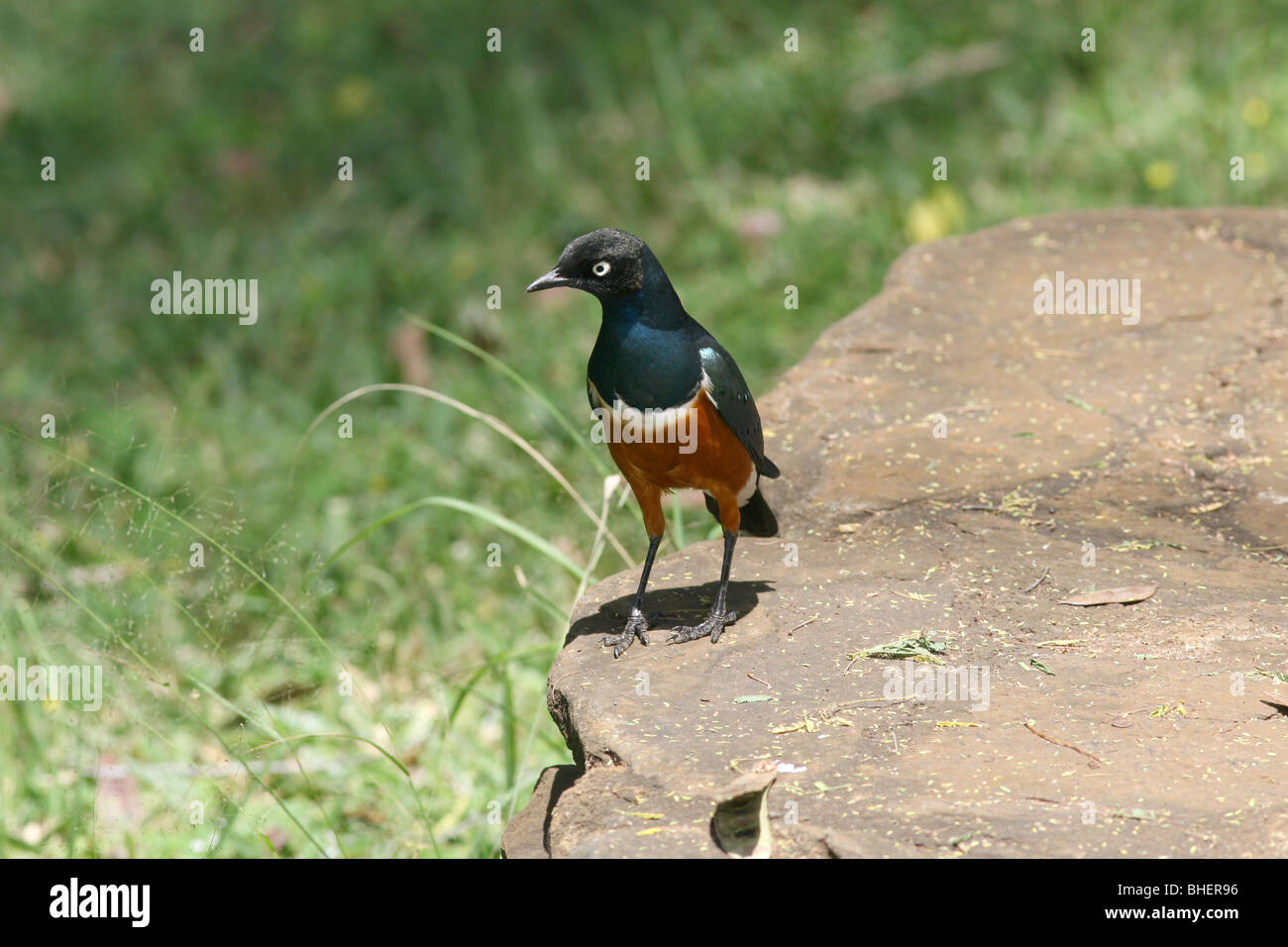 Superbe Starling (Lamprotornis superbus) dans la réserve nationale de Samburu, Kenya. Banque D'Images