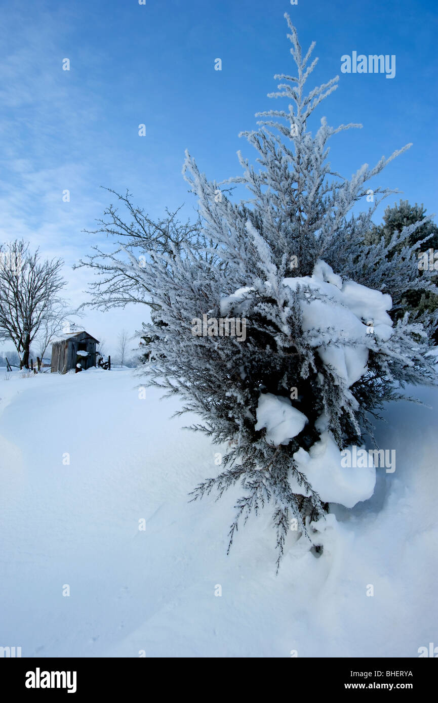 Du brouillard givrant recouvrait cette evergreen comme la journée a commencé par un beau ciel bleu et des températures très froides. Banque D'Images