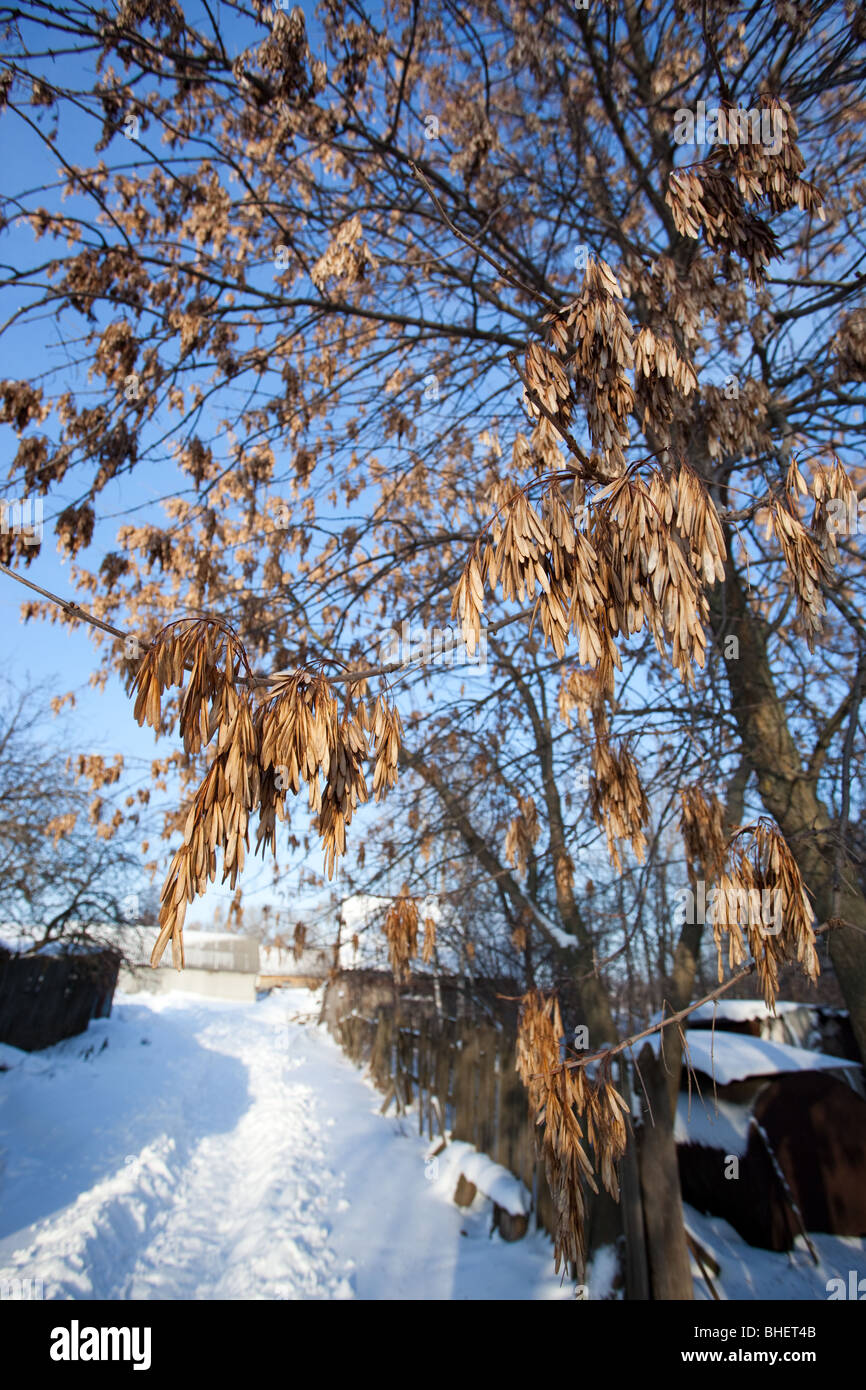 Fraxinus excelsior, le frêne européen, commun, de cendres. Ash-tree avec des graines sur les branches en hiver - le principal de fourrage bullfinches. Banque D'Images
