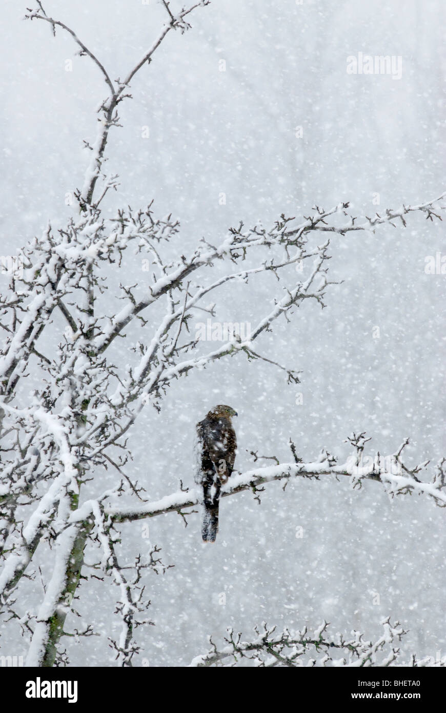 Les mangeoires pour oiseaux que j'ai dans ma cour apporte dans ce Cooper's hawk à de fréquentes occasions. Ici il n'est lors d'une forte chute de neige. Banque D'Images