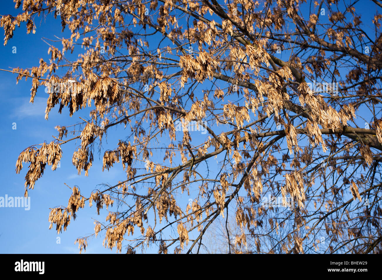 Fraxinus excelsior, le frêne européen, commun, de cendres. Ash-tree avec des graines sur les branches en hiver - le principal de fourrage bullfinches. Banque D'Images