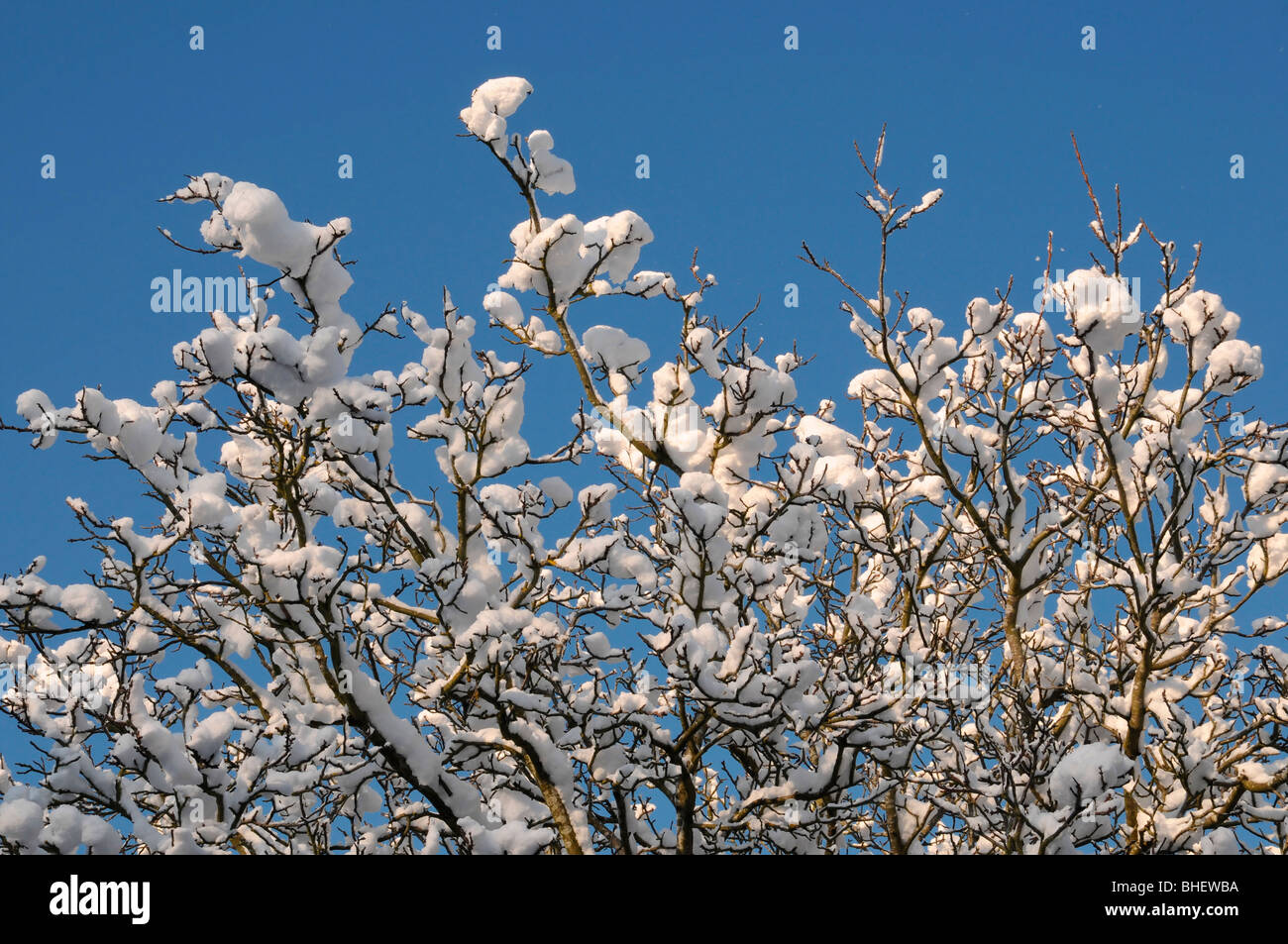 La neige sur les branches d'arbres avec ciel bleu ensoleillé derrière. La neige dans le sud de l'Angleterre en janvier 2010. Banque D'Images