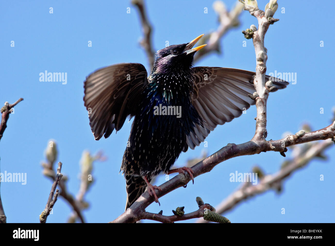 Etourneau sansonnet (Sturnus vulgaris) chant sur le noyer commun au printemps - bavière/Allemagne Banque D'Images