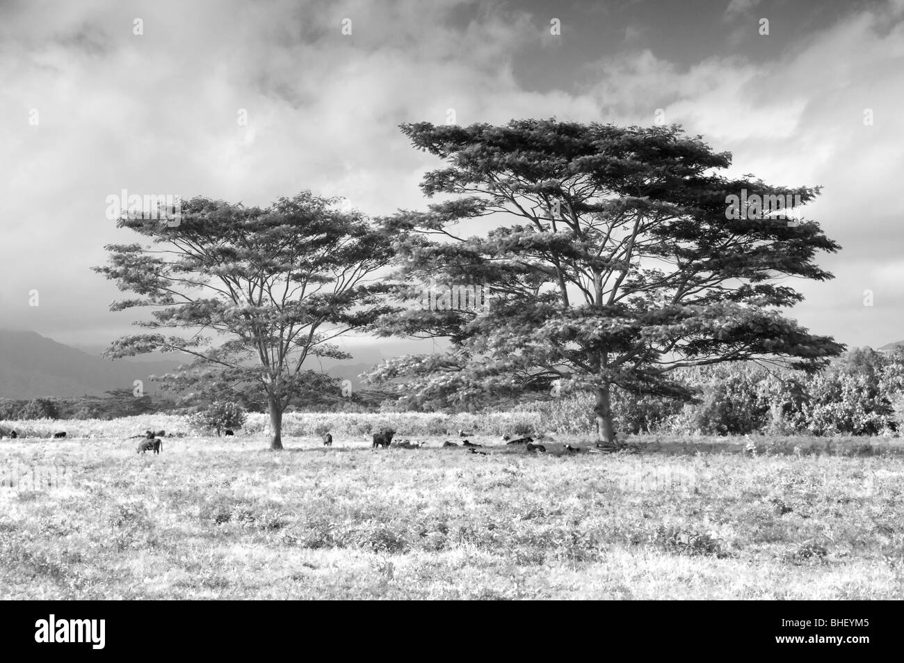 Comité permanent des bovins à l'ombre des arbres dans la zone. Kauai, Hawaii. Banque D'Images